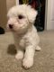 Bichon Frise Puppies for sale in Merced, CA, USA. price: $600