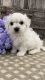 Bichon Frise Puppies for sale in Newark, NJ, USA. price: $1,000