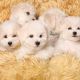 Bichon Frise Puppies for sale in Oklahoma City, OK, USA. price: NA