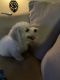 Bichon Frise Puppies for sale in Las Vegas, NV, USA. price: NA