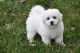 Bichon Frise Puppies for sale in Los Angeles, CA, USA. price: $800