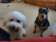 Bichon Frise Puppies for sale in 5737 Jamail NE, Belmont, MI 49306, USA. price: $1,000