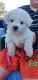 Bichon Frise Puppies for sale in Los Angeles, CA, USA. price: $450