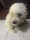 Bichon Frise Puppies for sale in Los Angeles, CA, USA. price: $460