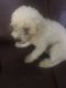 Bichon Frise Puppies for sale in Los Angeles, CA, USA. price: $440