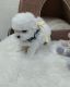 Bichon Frise Puppies for sale in Chino Hills, CA, USA. price: NA