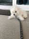 Bichon Frise Puppies for sale in Plant City, FL, USA. price: NA