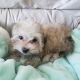 Bichon Frise Puppies for sale in Stevens Point, WI, USA. price: NA