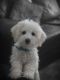 Bichon Frise Puppies for sale in Fort Worth, TX, USA. price: NA