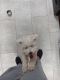 Bichon Frise Puppies for sale in Larned, KS 67550, USA. price: NA