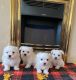 Bichon Frise Puppies for sale in 600 W 12th St, Austin, TX 78701, USA. price: NA