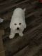 Bichon Frise Puppies for sale in Concord, NC, USA. price: NA
