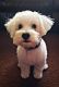 Bichon Frise Puppies for sale in Fort Wayne, IN, USA. price: NA