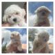 Bichon Frise Puppies for sale in Richmond, TX, USA. price: NA