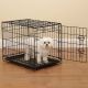 Bichon Frise Puppies for sale in TX-1604 Loop, San Antonio, TX, USA. price: $1,000