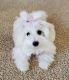 Bichon Frise Puppies for sale in Vancouver, WA 98682, USA. price: NA
