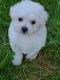 Bichon Frise Puppies for sale in Spraggs, PA 15362, USA. price: $2,500