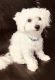 Bichon Frise Puppies for sale in Mason, OH, USA. price: NA