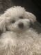 Bichon Frise Puppies for sale in Frenchtown, NJ 08825, USA. price: $1,500