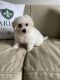 Bichon Frise Puppies for sale in Raleigh, NC, USA. price: NA