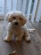 Bichon Frise Puppies for sale in West Allis, WI, USA. price: NA