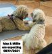 Bichon Frise Puppies for sale in Frankfort, KS 66427, USA. price: $1,500