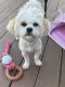 Bichon Frise Puppies for sale in Fredericksburg, VA 22407, USA. price: NA