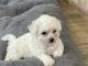 Bichon Frise Puppies for sale in Katy, TX, USA. price: NA