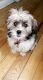 Bichon Frise Puppies for sale in Eastpointe, MI 48021, USA. price: $2,500