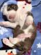 Bichon Frise Puppies for sale in Clermont, FL, USA. price: NA