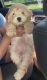 Bichonpoo Puppies for sale in Chantilly, VA, USA. price: $2,000