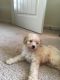 Bichonpoo Puppies for sale in Lawrenceville, GA, USA. price: NA