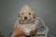 Bichonpoo Puppies for sale in Buffalo, KY 42716, USA. price: $1,200