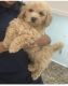 Bichonpoo Puppies for sale in Upper Marlboro, MD 20772, USA. price: NA