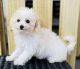 Bichonpoo Puppies for sale in Cincinnati, OH, USA. price: NA