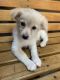 Bichonpoo Puppies for sale in Grand Prairie, TX 75050, USA. price: $650