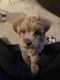 Bichonpoo Puppies for sale in Mays Landing, Hamilton, NJ 08330, USA. price: NA