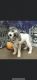 Bichonpoo Puppies for sale in Sumter, SC, USA. price: NA