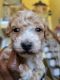 Bichonpoo Puppies for sale in Suffolk, VA, USA. price: NA