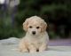 Bichonpoo Puppies for sale in New York, NY, USA. price: $925