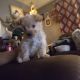 Bichonpoo Puppies for sale in Philadelphia, PA, USA. price: $800
