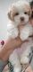 Bichonpoo Puppies for sale in Germantown, MD, USA. price: $1,500