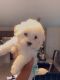 Bichonpoo Puppies for sale in Fort Pierce, FL, USA. price: NA