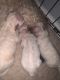 Bichonpoo Puppies for sale in Houston, TX, USA. price: $850