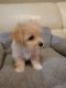 Bichonpoo Puppies for sale in Clive, IA 50324, USA. price: $1,000
