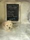 Bichonpoo Puppies for sale in Fort Mill, SC, USA. price: NA