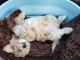 Bichonpoo Puppies for sale in Fort Mill, SC, USA. price: $3,250