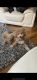 Bichonpoo Puppies for sale in Flushing, Queens, NY, USA. price: NA