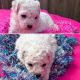 Bichonpoo Puppies for sale in Macon, GA, GA, USA. price: $19,002,100