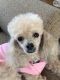 Bichonpoo Puppies for sale in 1518 Green Park Cir, Ankeny, IA 50021, USA. price: NA